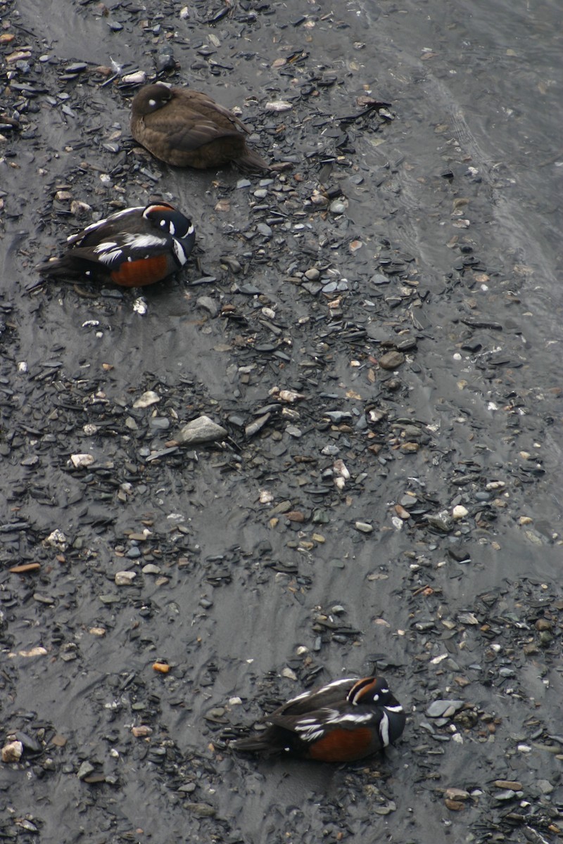 Harlequin Duck - ML88289671