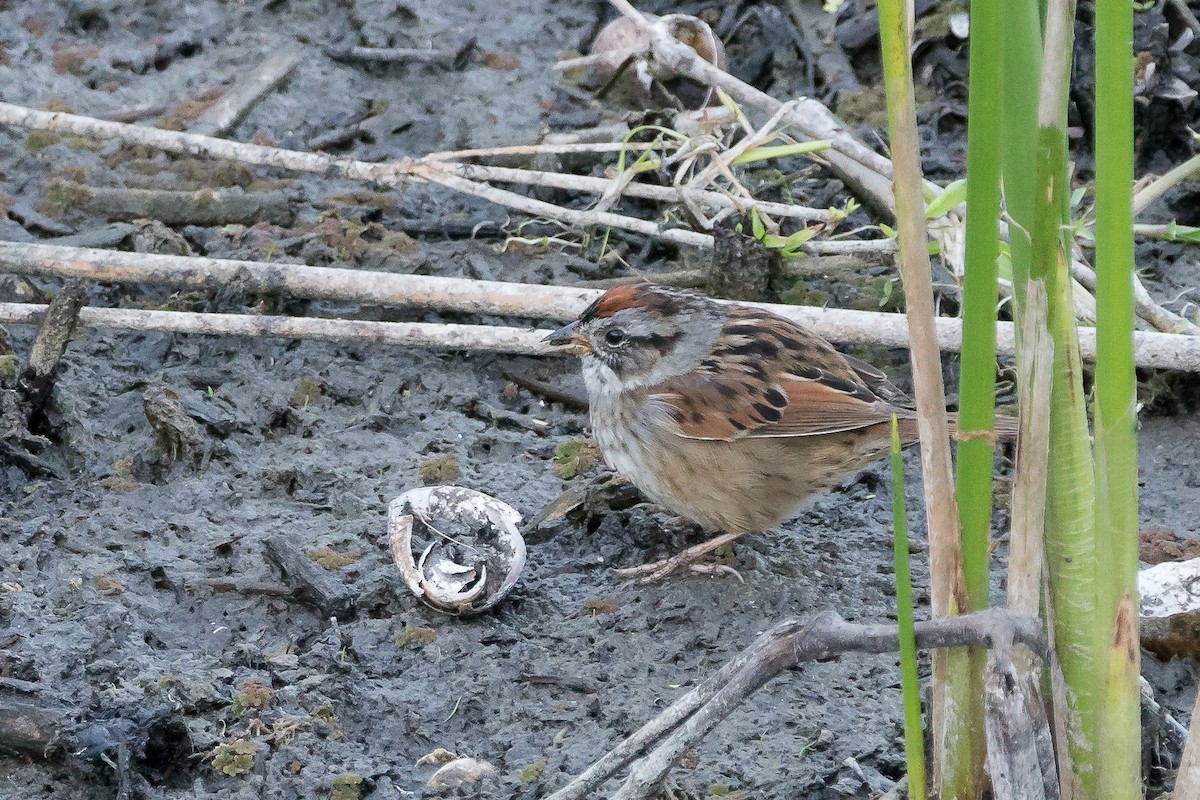 Swamp Sparrow - ML88289741