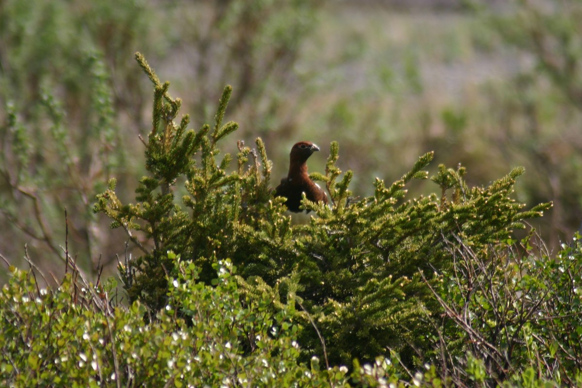 Willow Ptarmigan - ML88289801