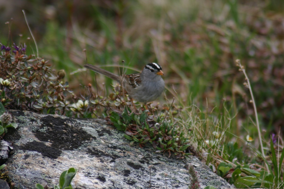 White-crowned Sparrow - ML88289861