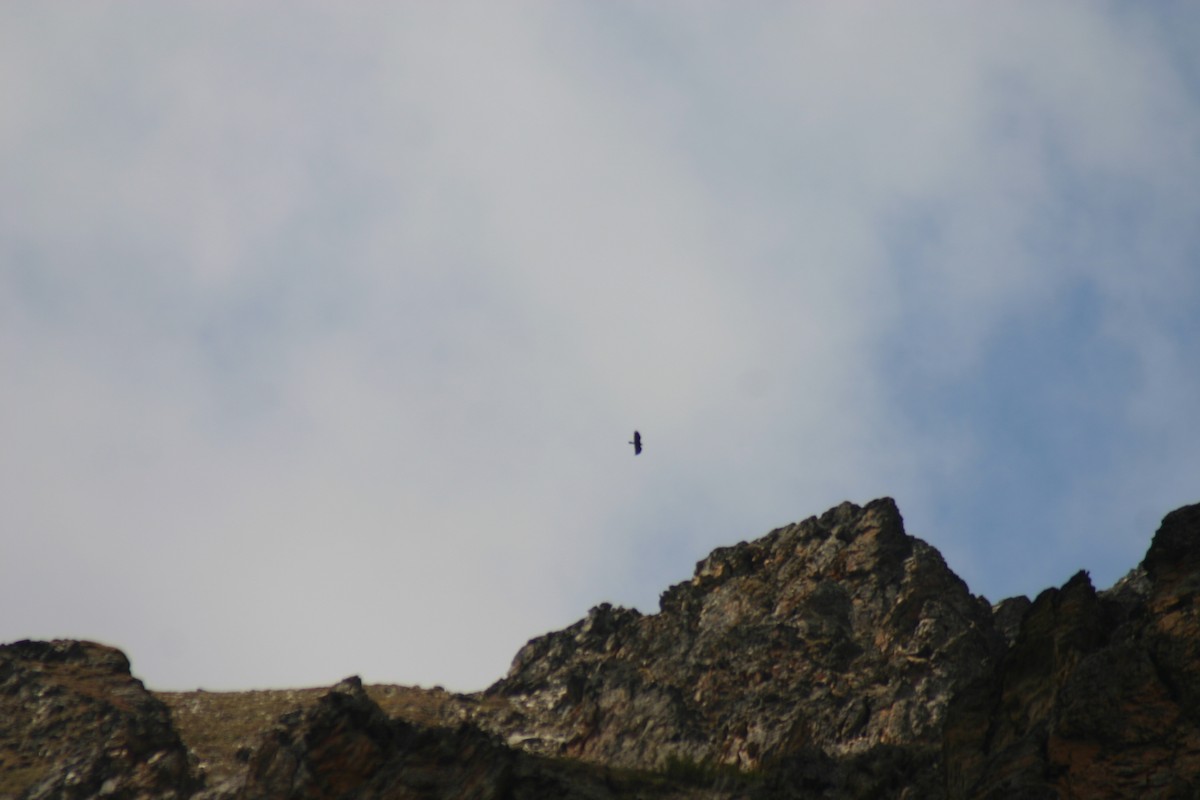 Golden Eagle - ML88289981