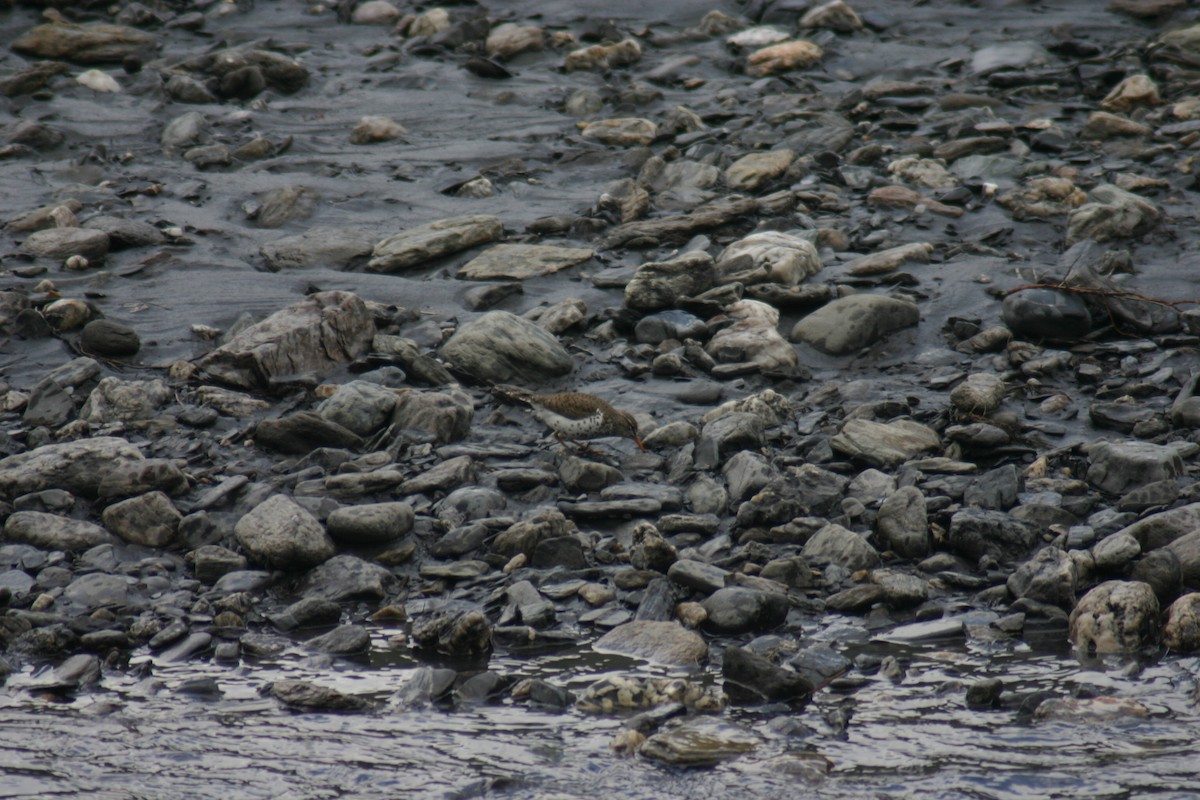 Spotted Sandpiper - ML88290141