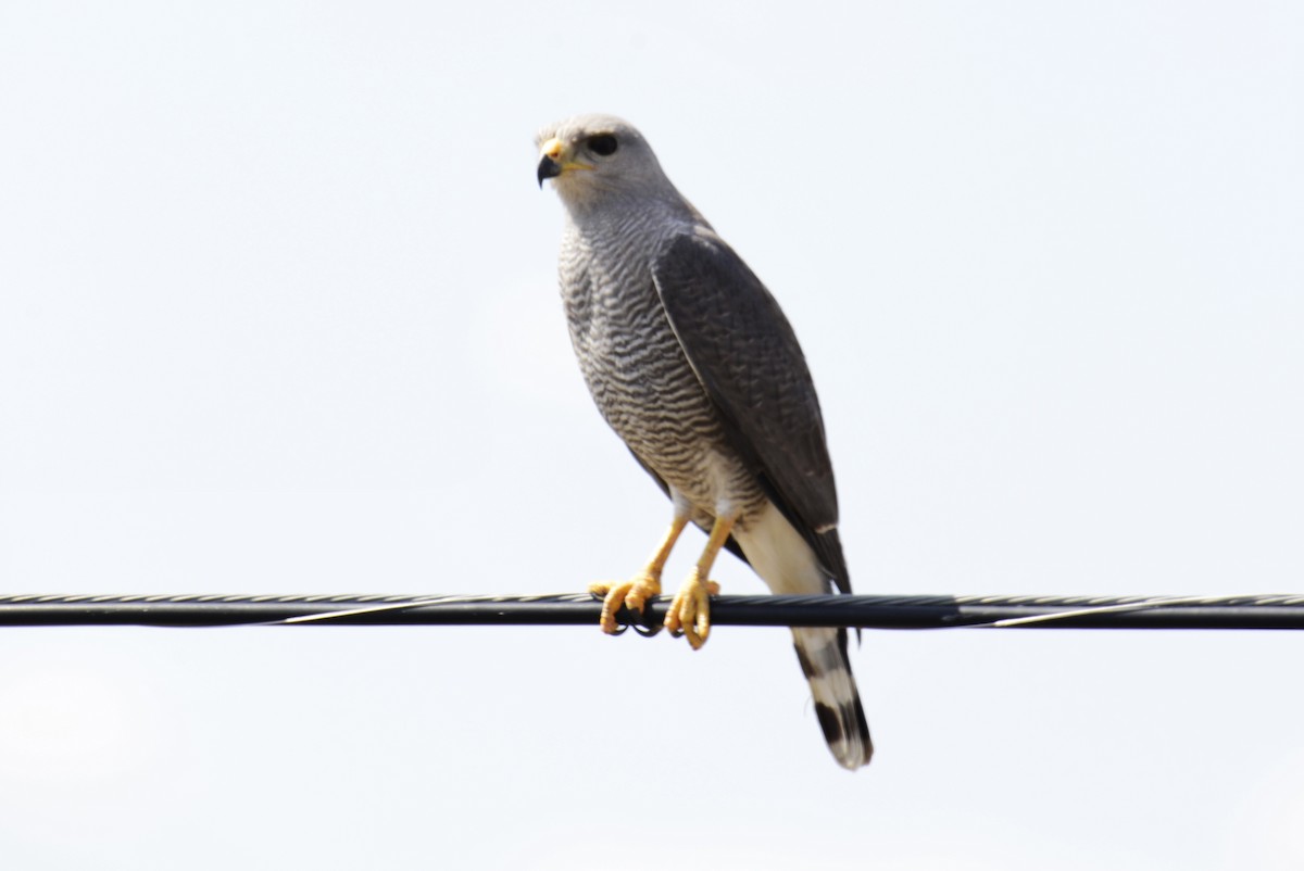 Gray Hawk - John & Linda Prentice/Gindler