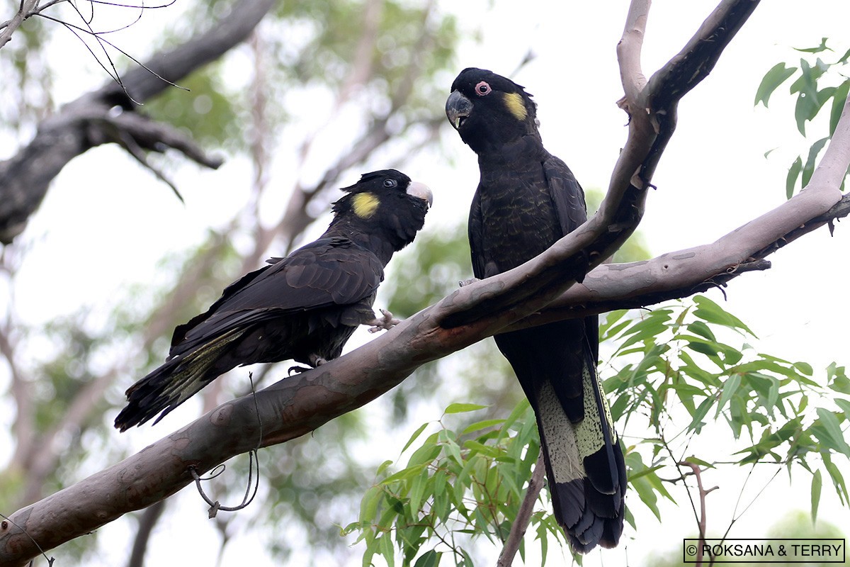 Yellow-tailed Black-Cockatoo - Roksana and Terry