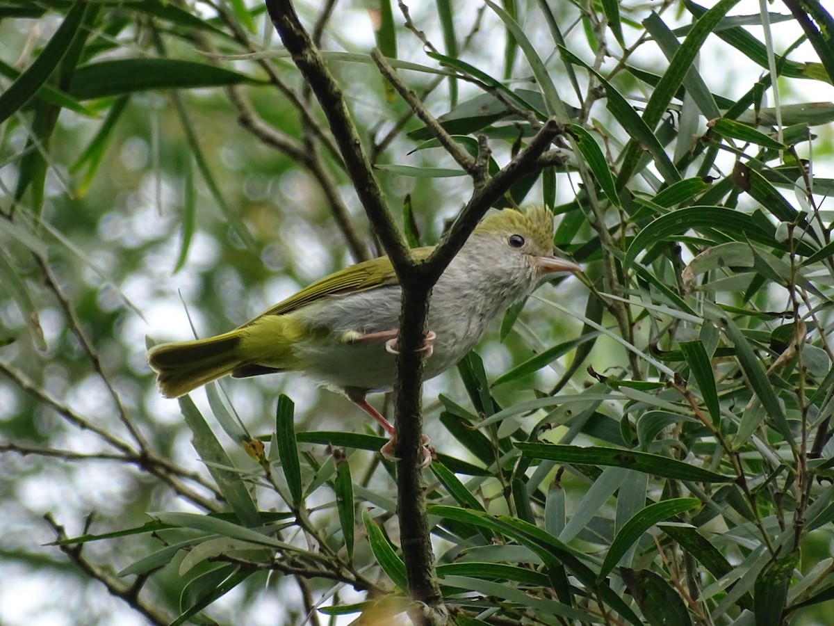 White-bellied Erpornis - ML88293021