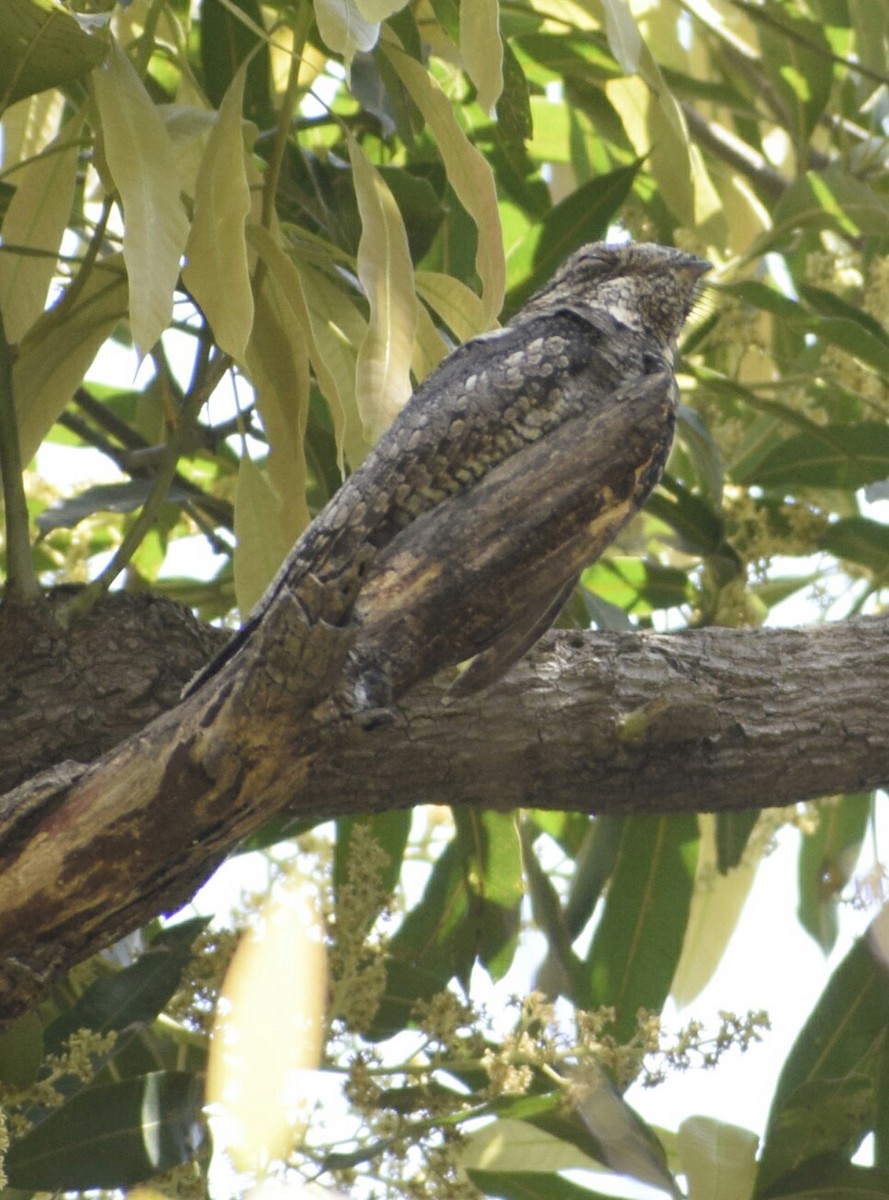 Jungle Nightjar - ML88293781