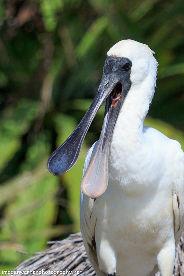 Royal Spoonbill - ML88296161