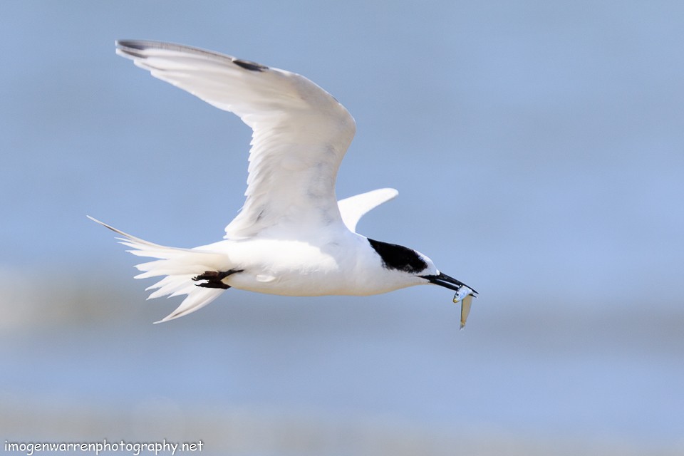 White-fronted Tern - Imogen Warren