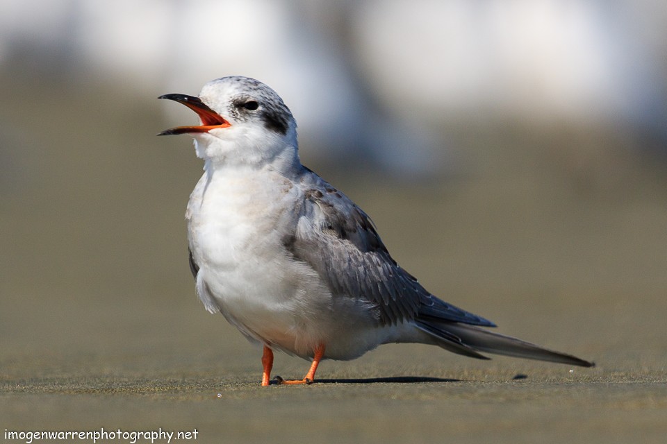 Black-fronted Tern - ML88296581