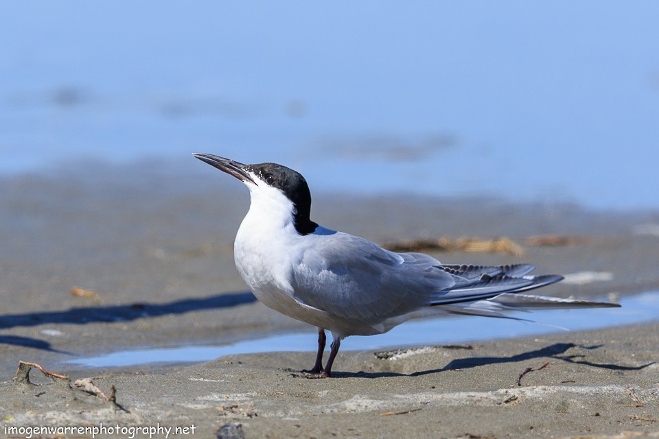 Common Tern - ML88297181