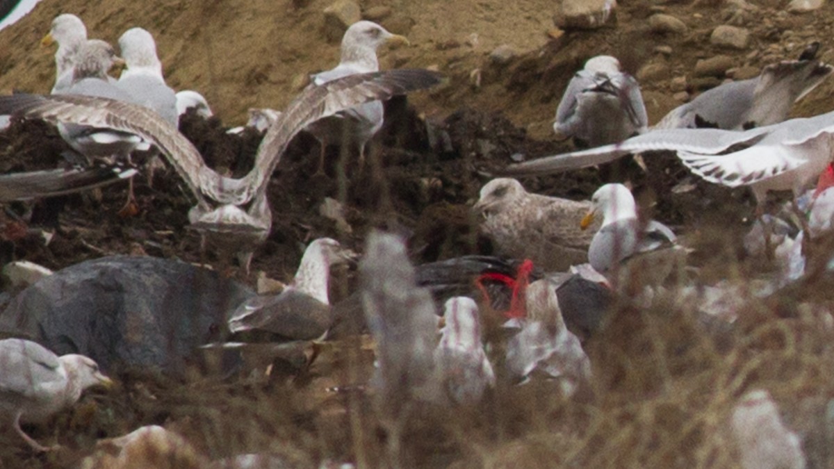 Lesser Black-backed Gull - Fyn Kynd