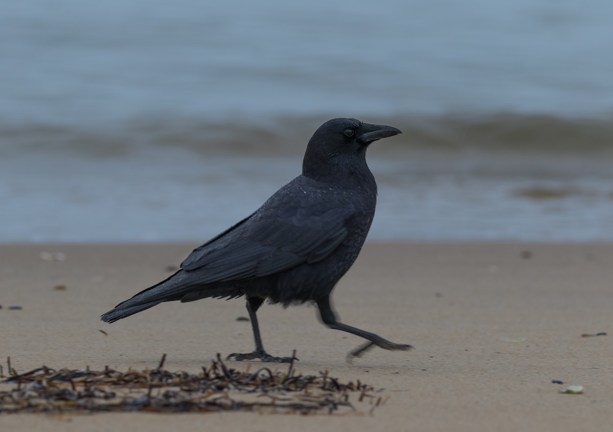 American Crow - ML88299431