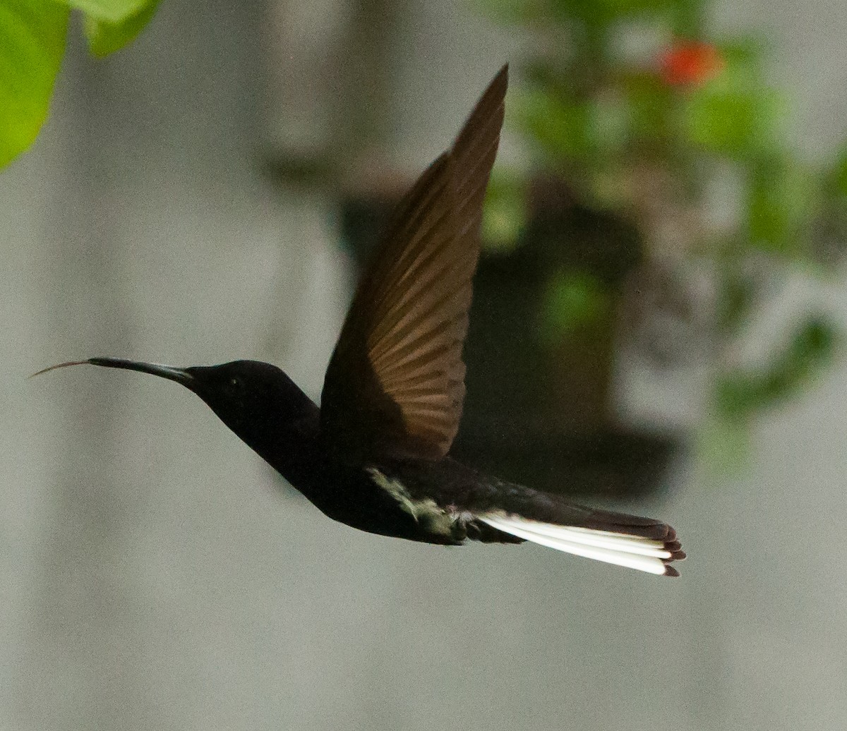 kolibřík černobílý - ML88302041