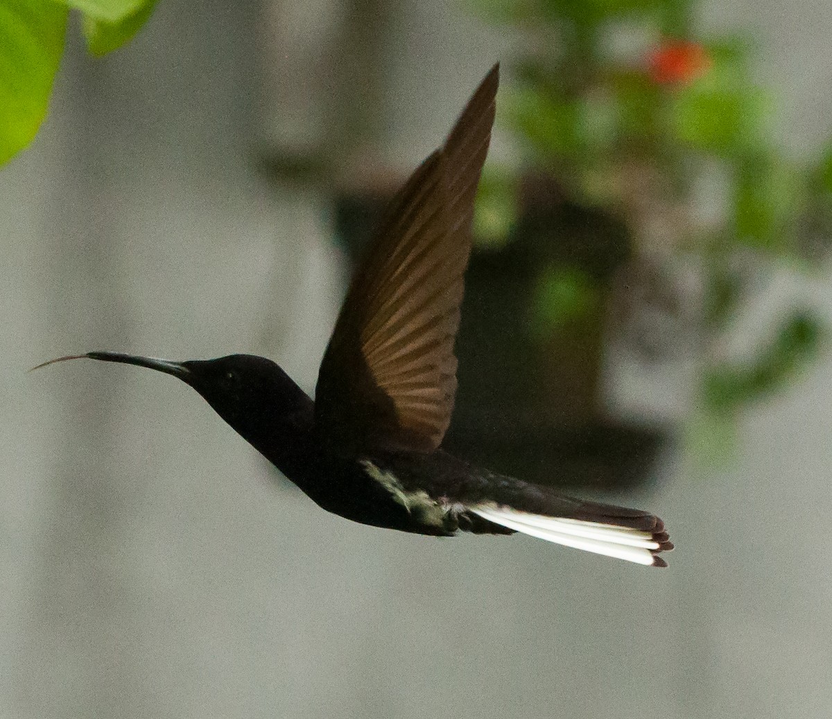 Colibrí Negro - ML88302041