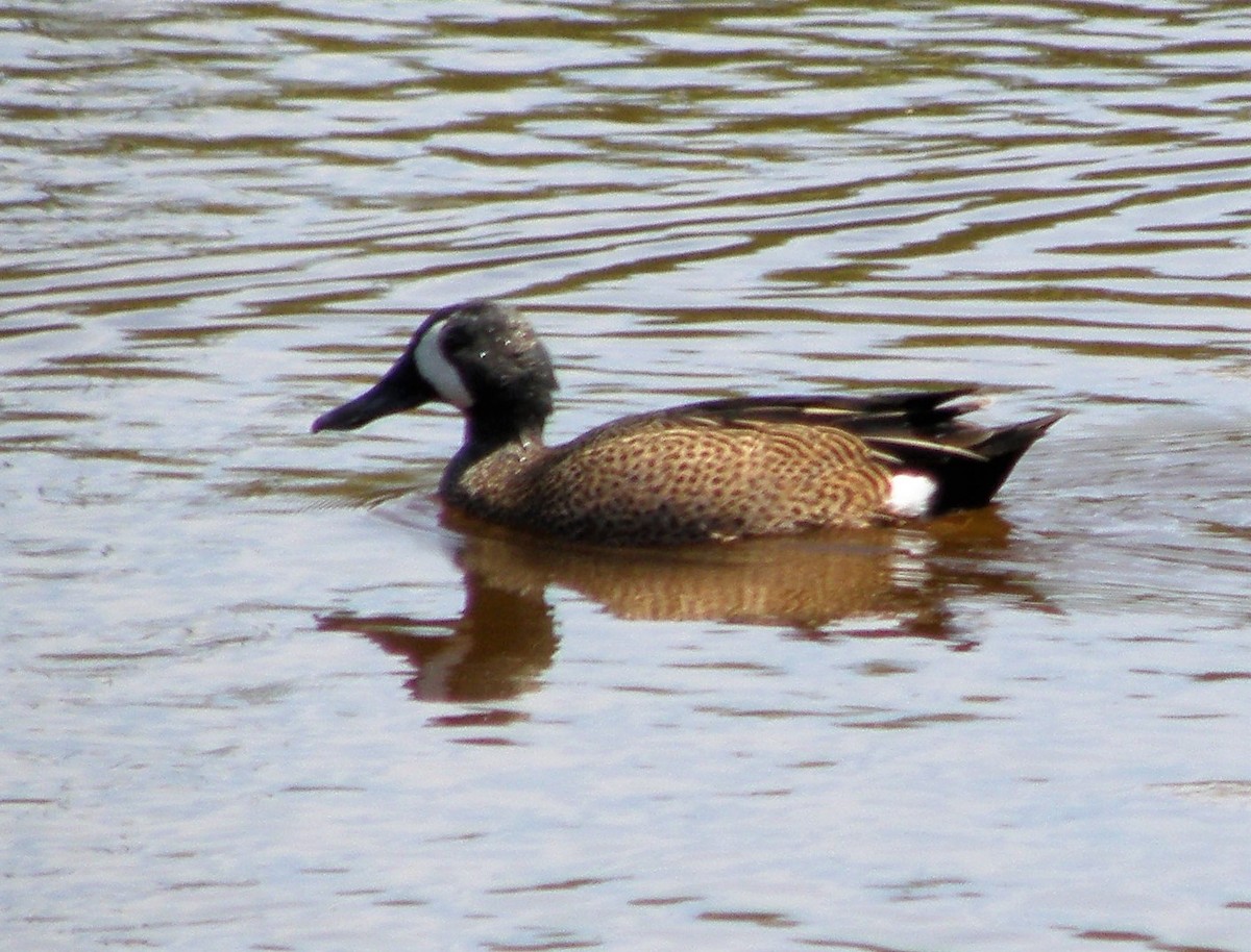 Sarcelle à ailes bleues - ML88302141