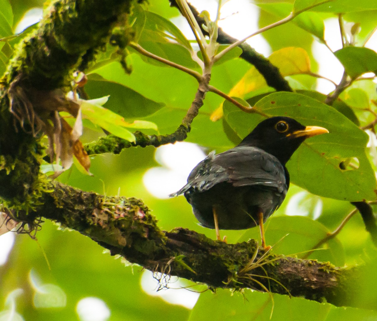 Yellow-legged Thrush - Silmar Primieri