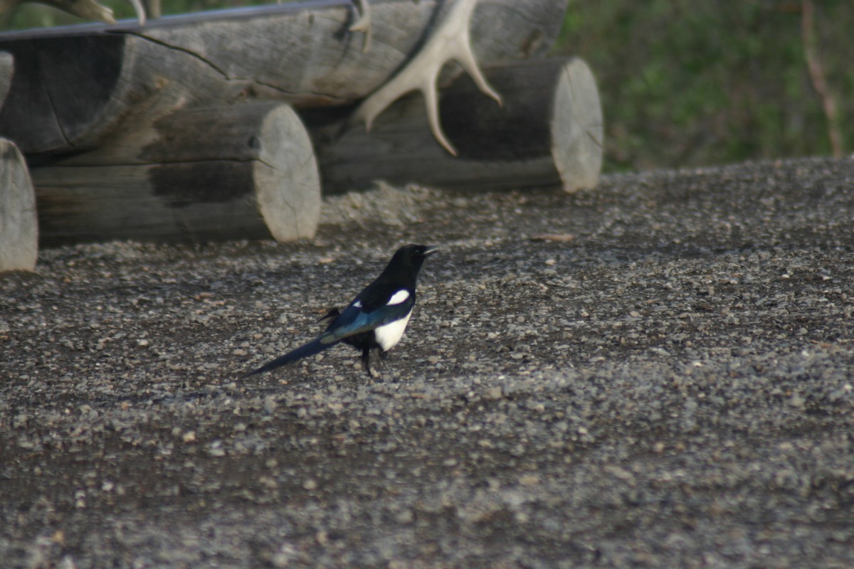 Black-billed Magpie - ML88303151