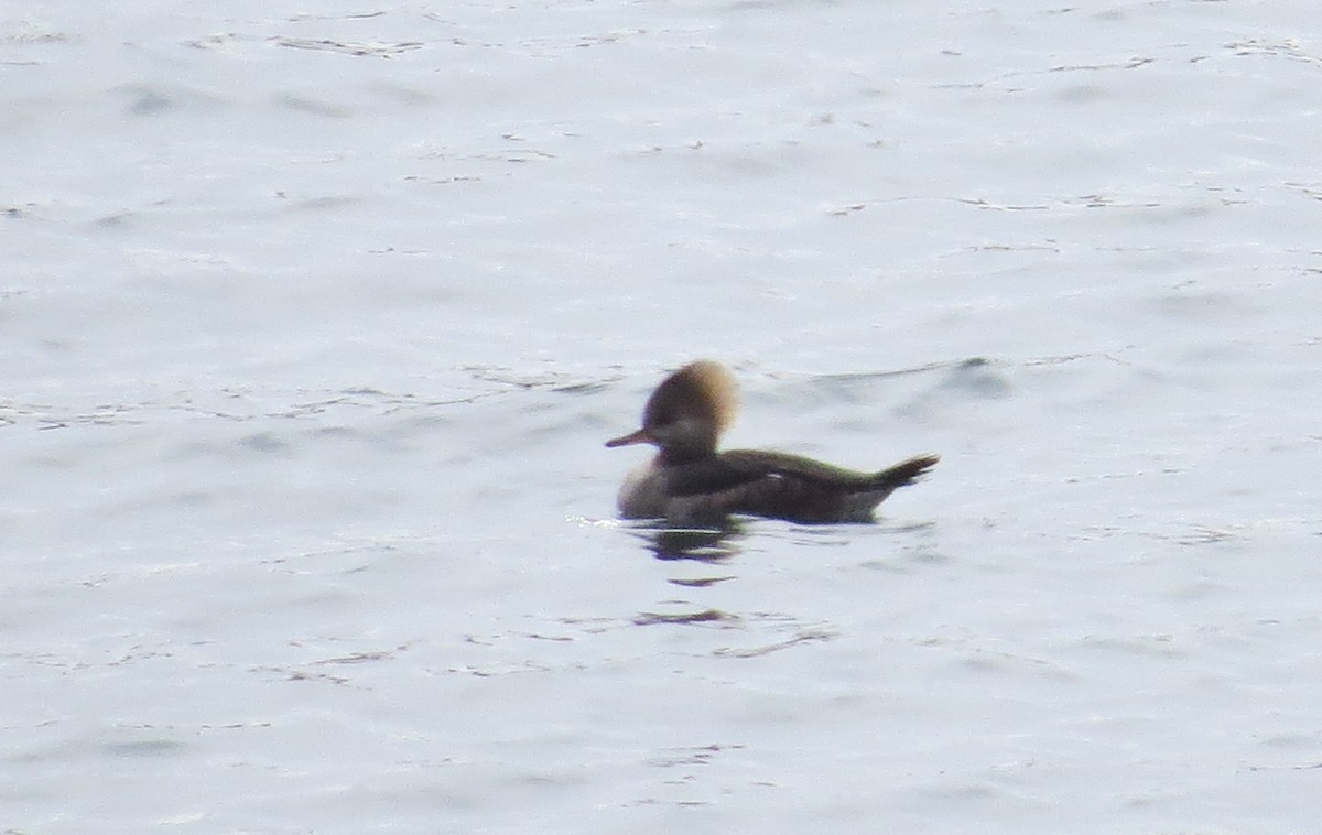 Hooded Merganser - James Hirtle