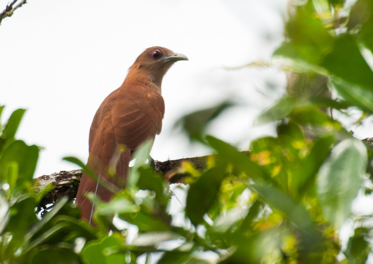 Squirrel Cuckoo - ML88303441