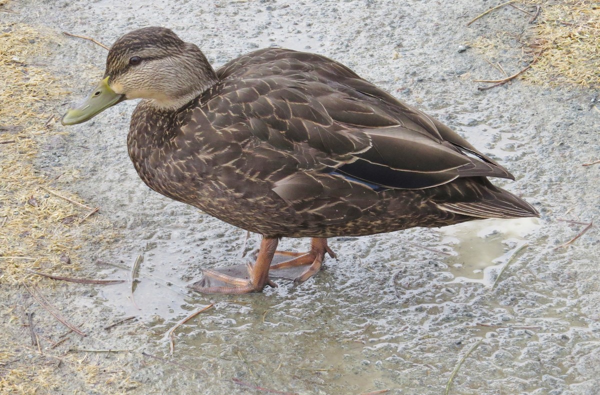 American Black Duck - James Hirtle