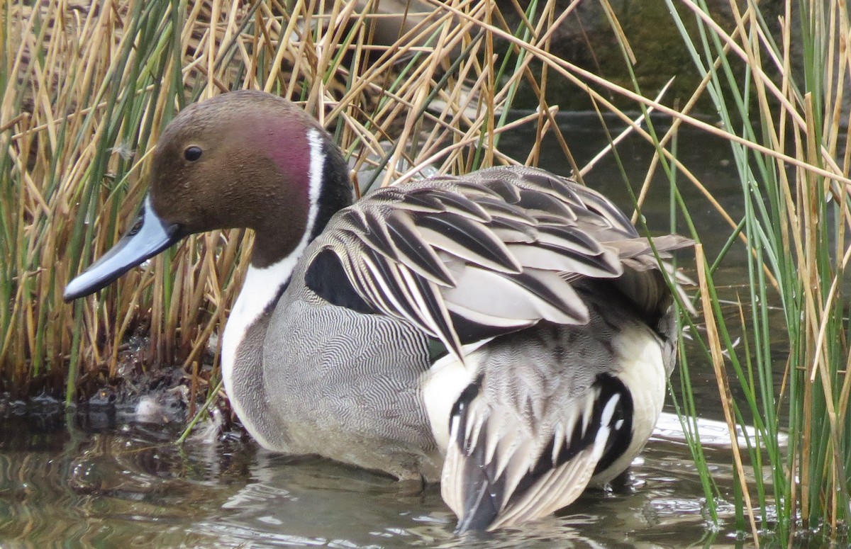 Northern Pintail - ML88303651