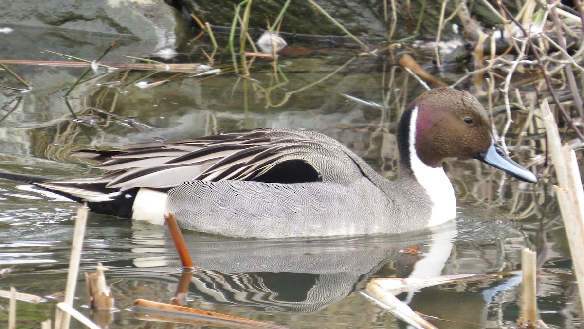 Northern Pintail - James Hirtle