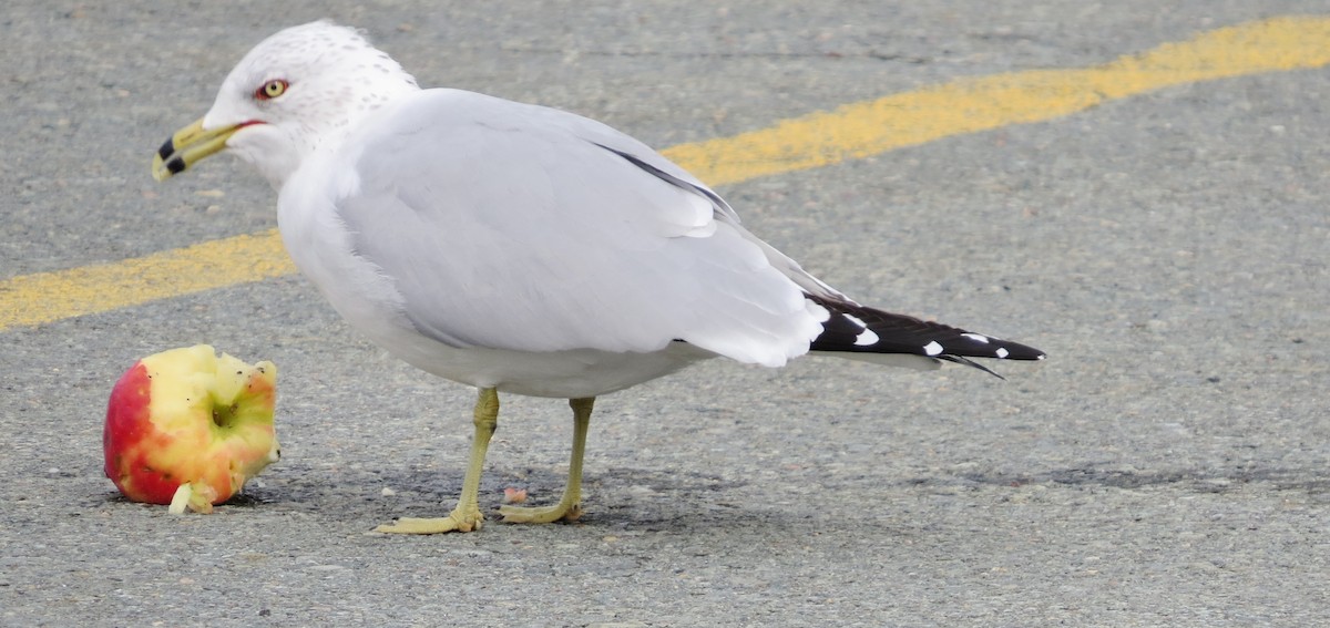 Ring-billed Gull - ML88304111