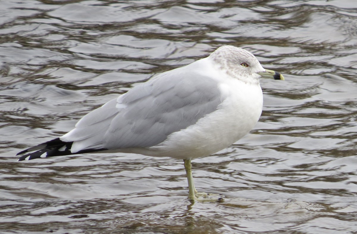 Ring-billed Gull - ML88304821