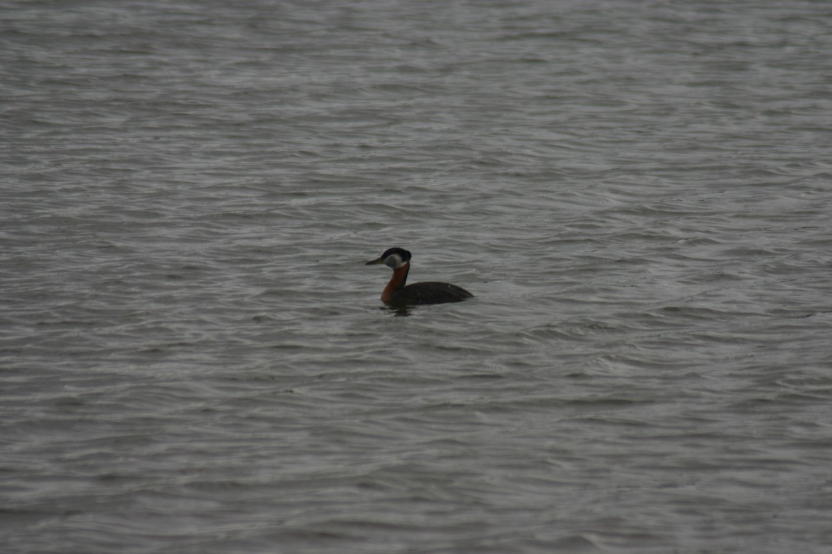 Red-necked Grebe - ML88305051