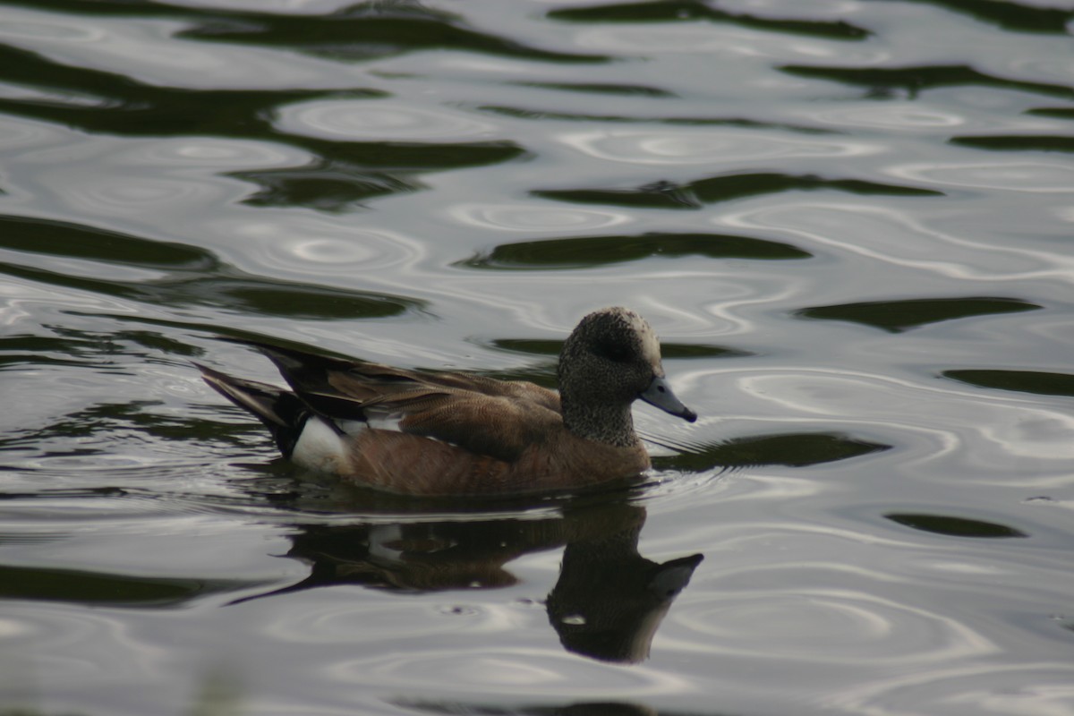 Gadwall - ML88305121