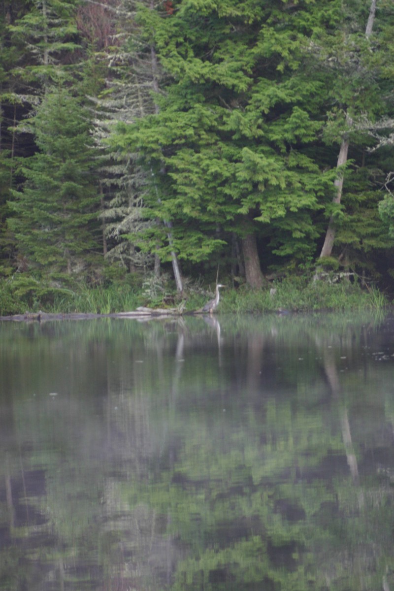 Great Blue Heron - ML88306121