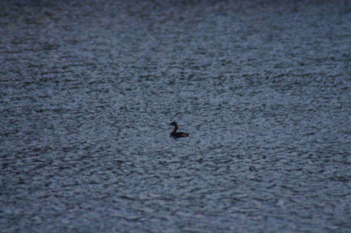 Pied-billed Grebe - ML88306221