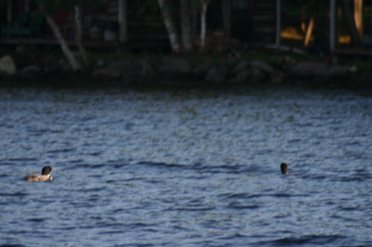 Common Loon - ML88306261