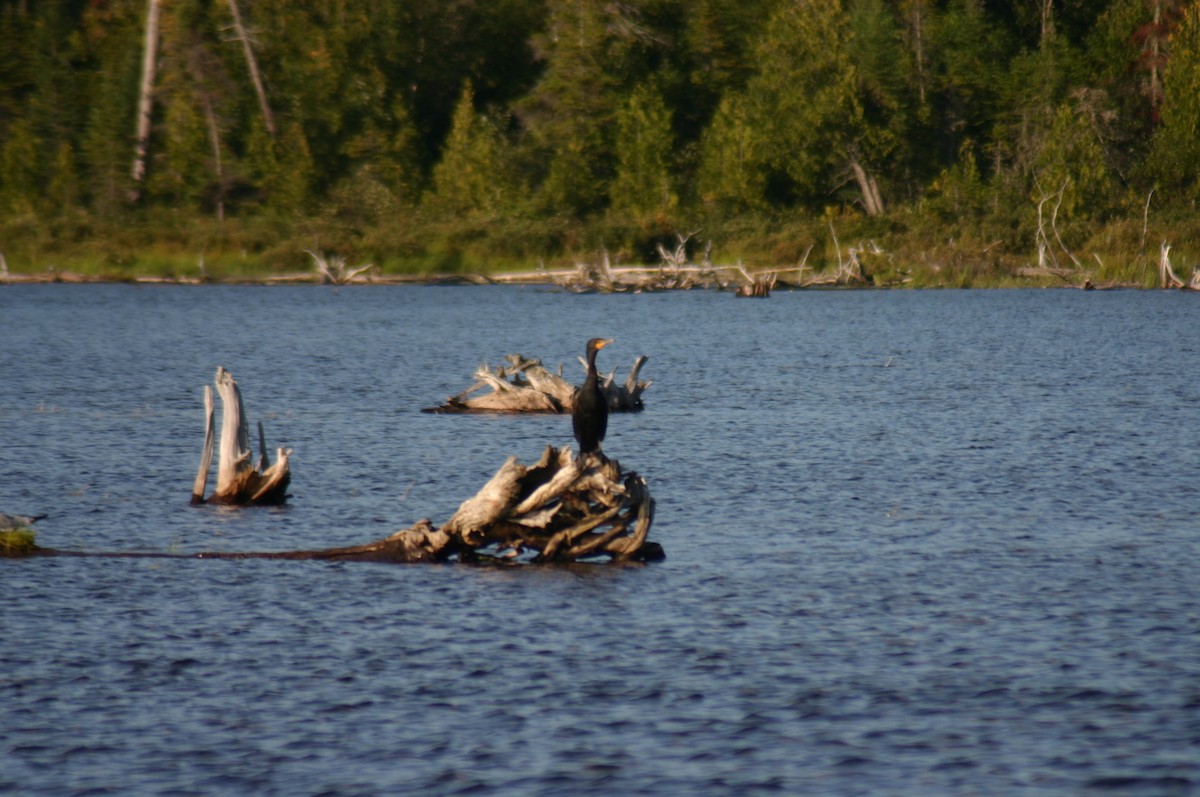 Double-crested Cormorant - ML88306321