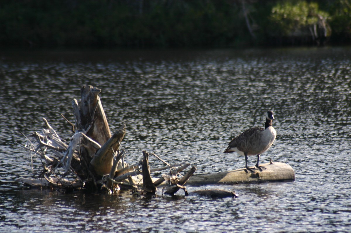 Canada Goose - ML88306351