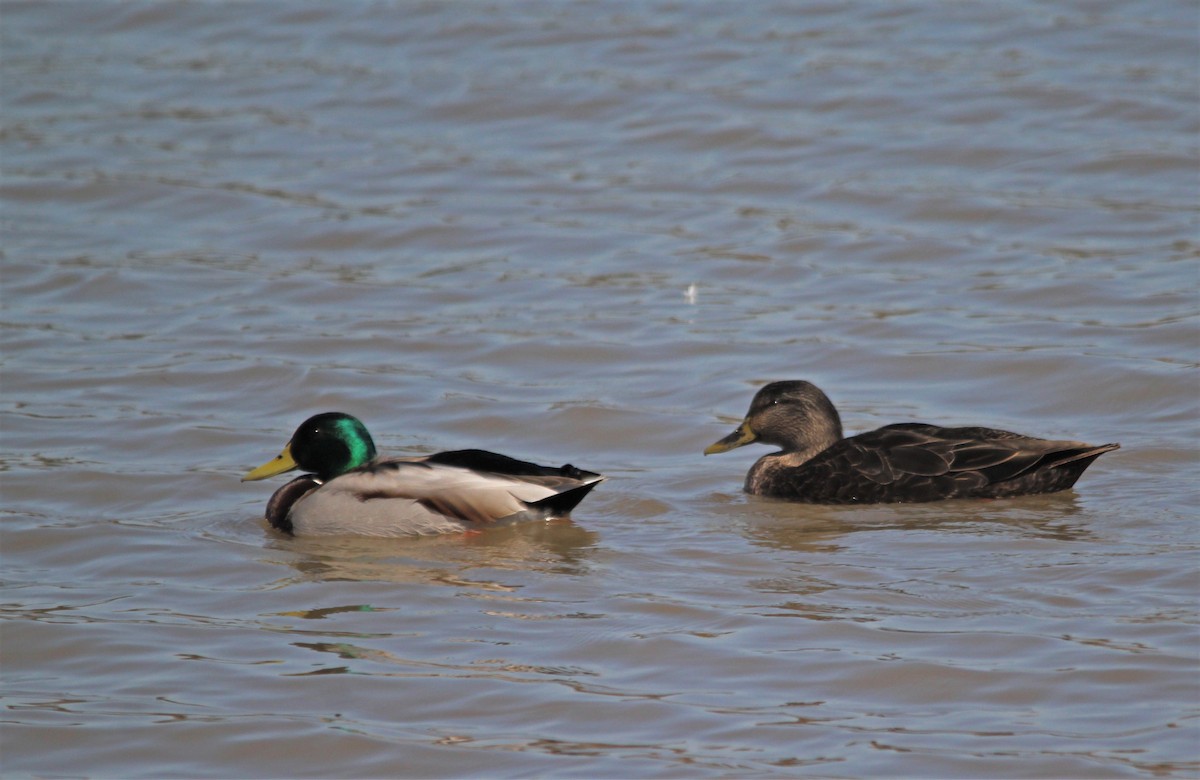 American Black Duck - ML88307151