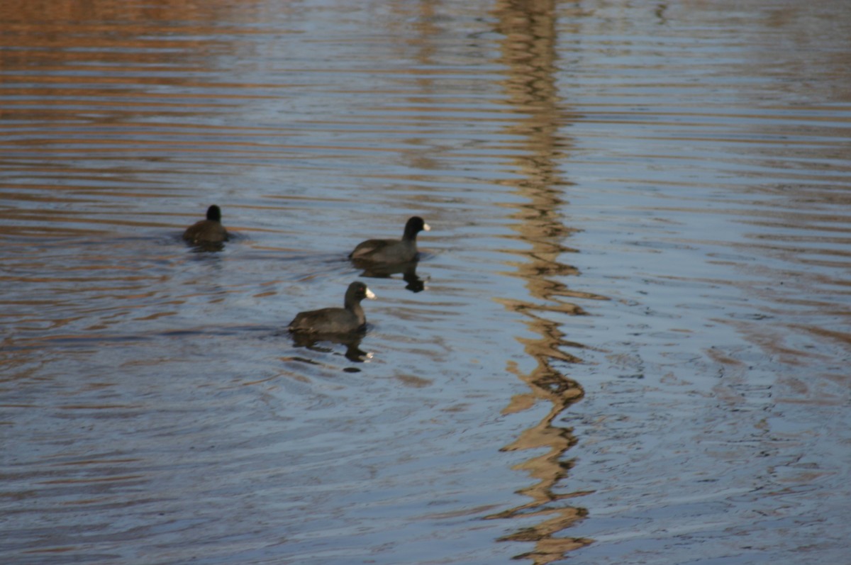 American Coot - ML88307721