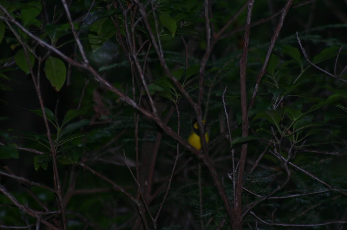 Hooded Warbler - ML88309081