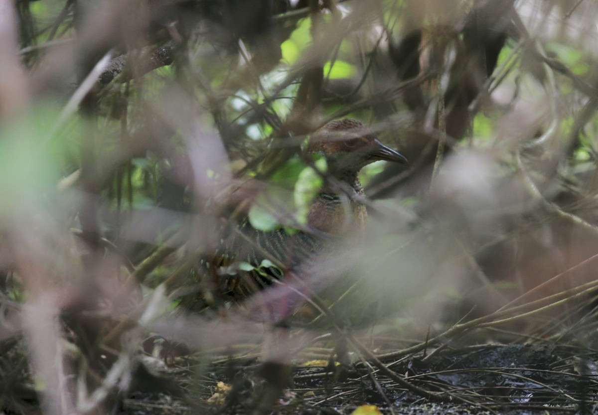 Buff-banded Rail - Anonymous