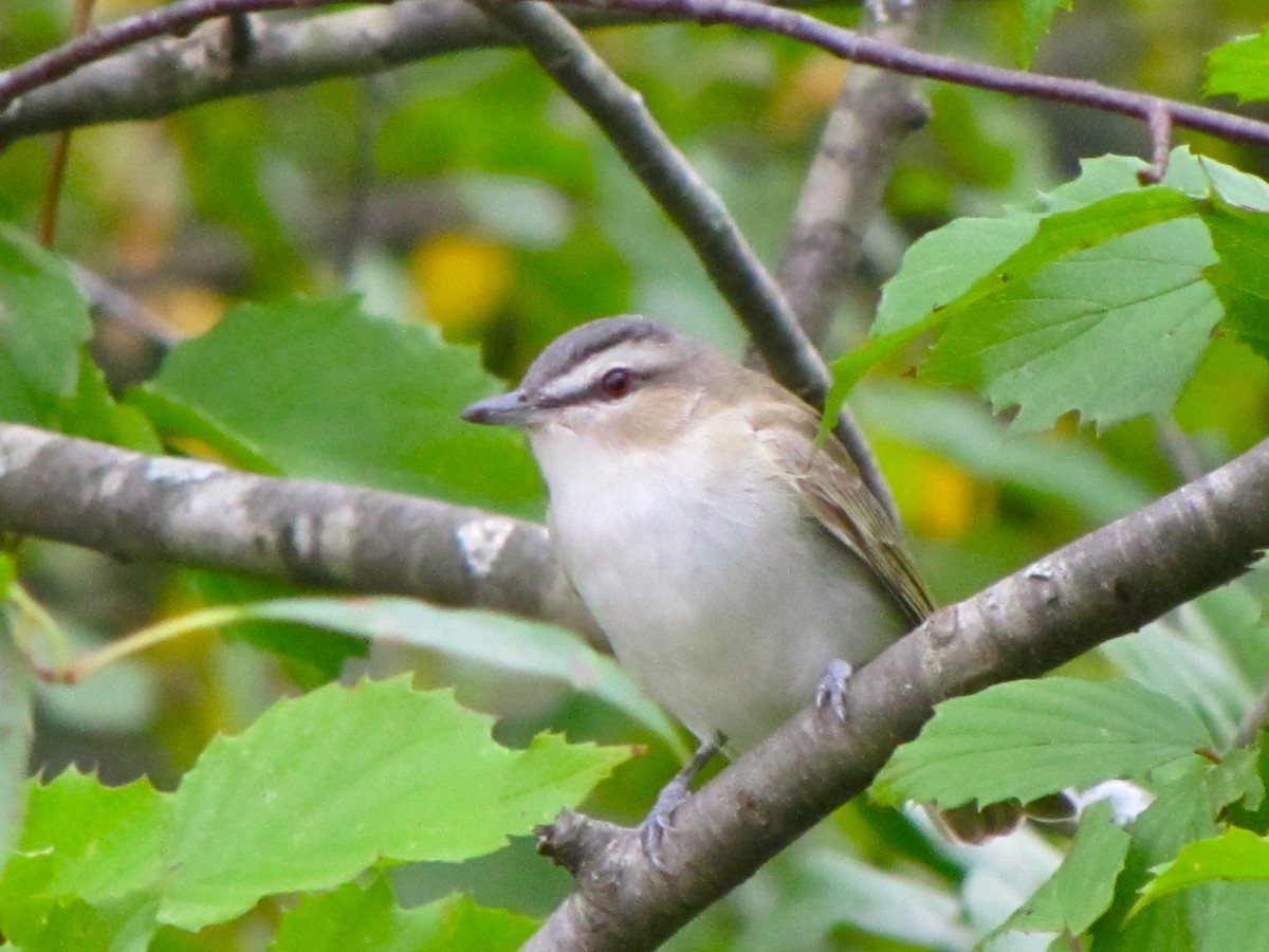 Kızıl Gözlü Vireo - ML88310271