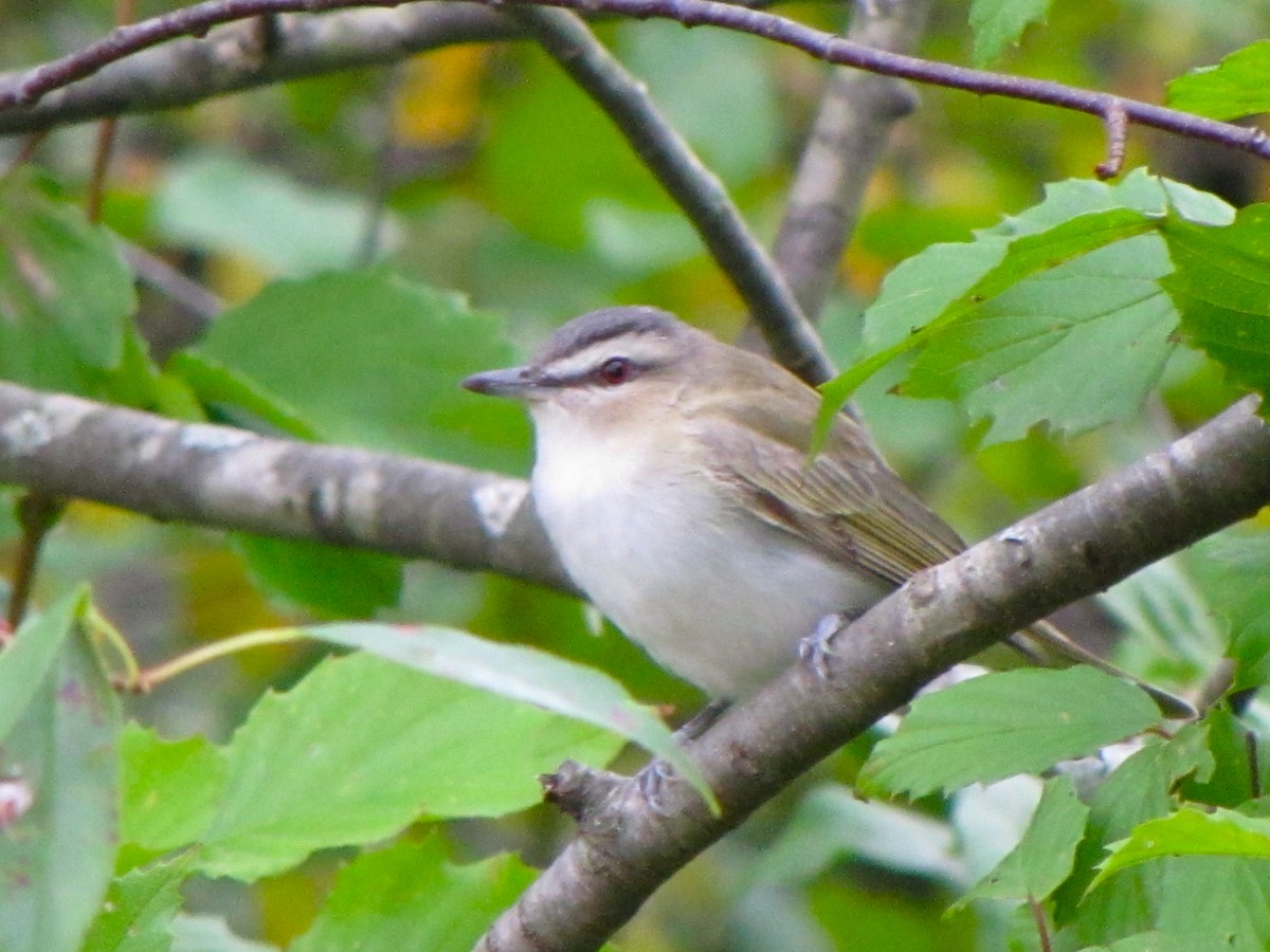 rødøyevireo - ML88310301