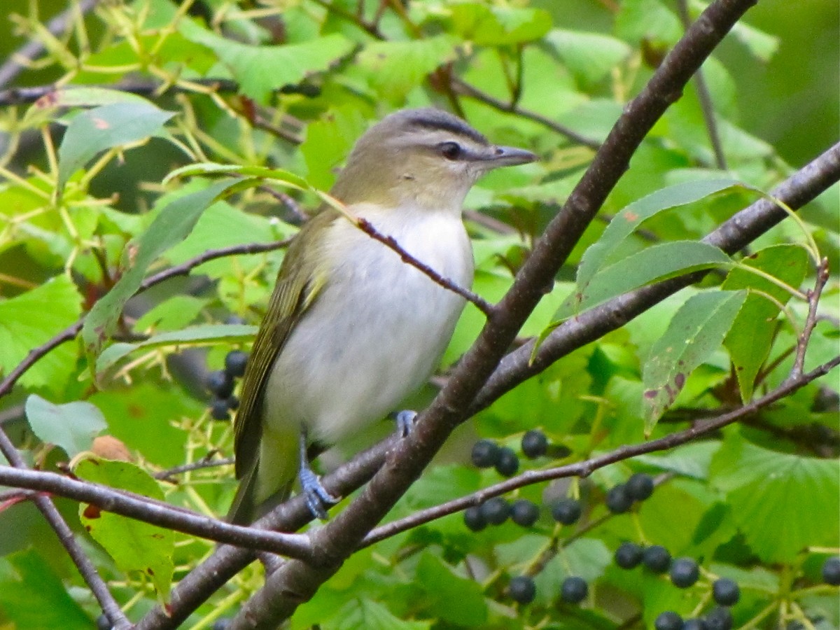 Red-eyed Vireo - ML88310321