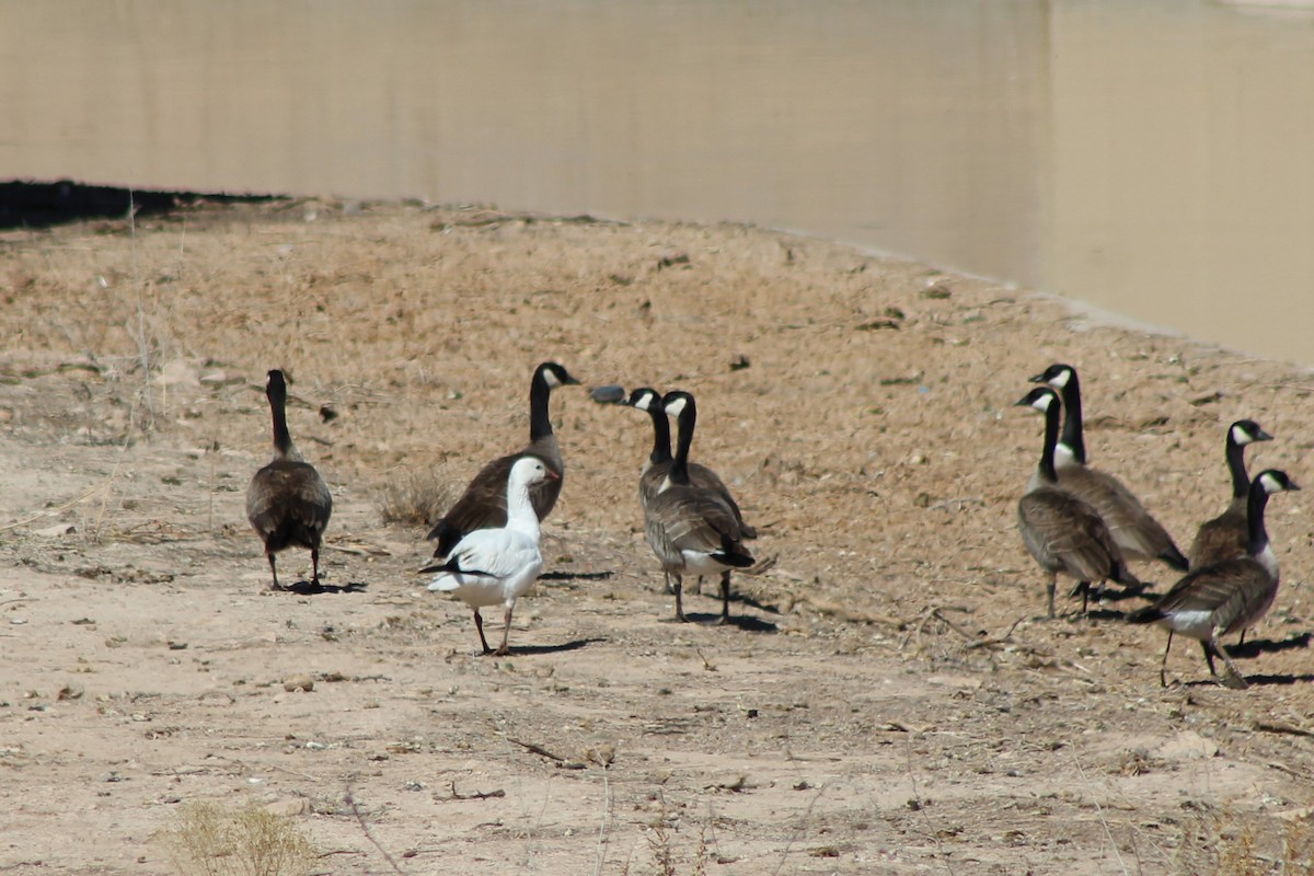 Snow Goose - David Lerwill