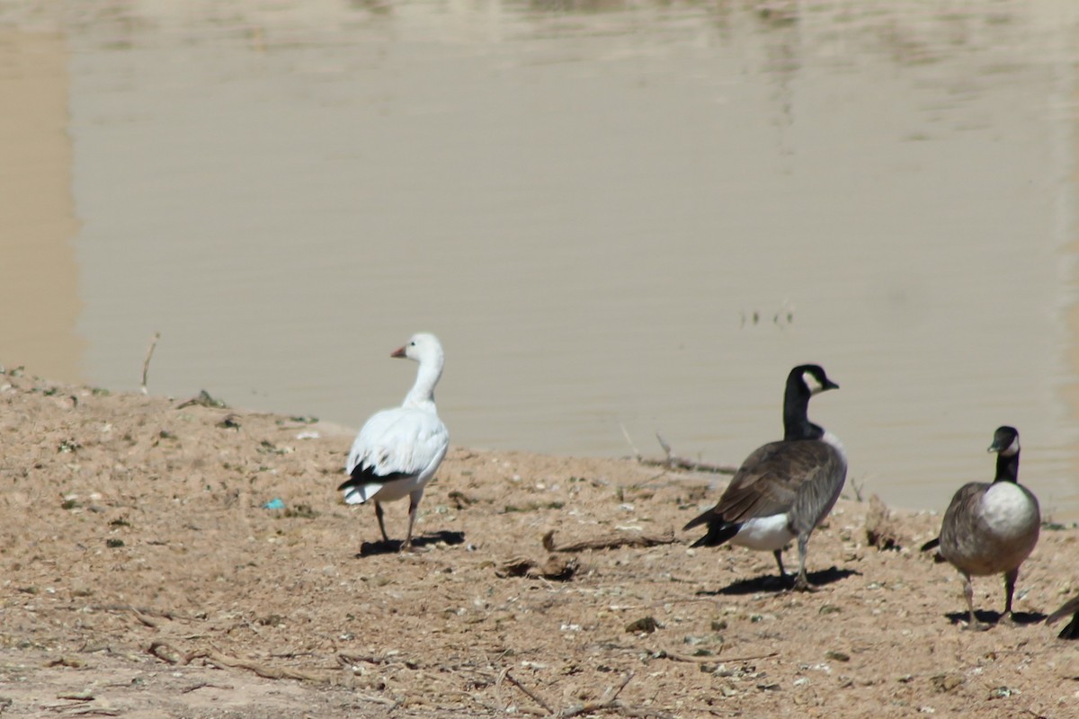 Snow Goose - David Lerwill