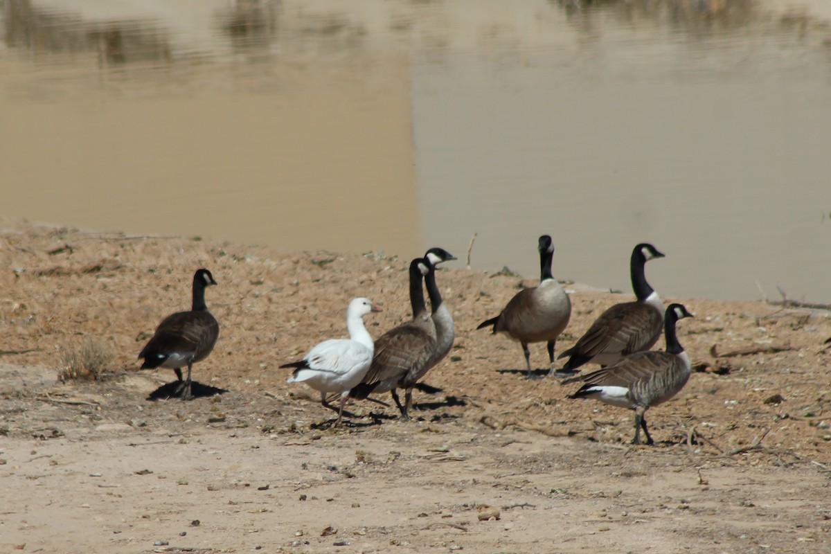 Snow Goose - ML88310711