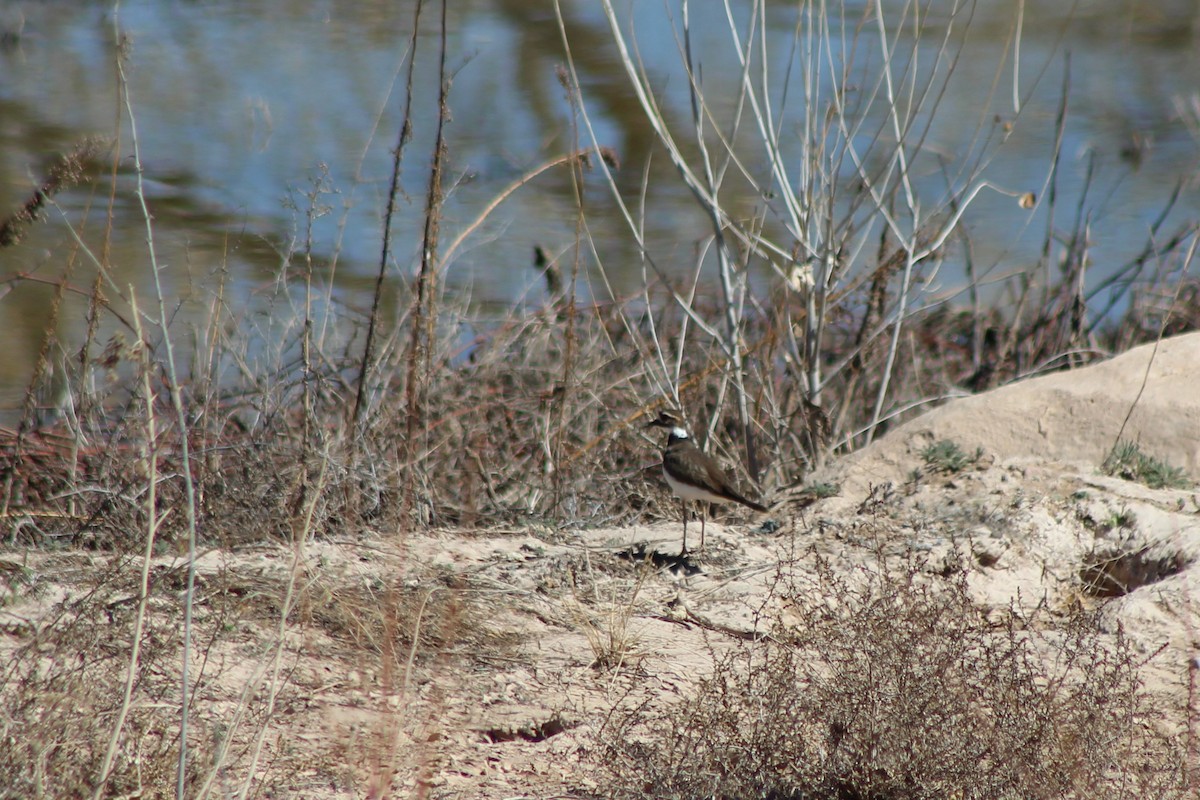 Killdeer - David Lerwill