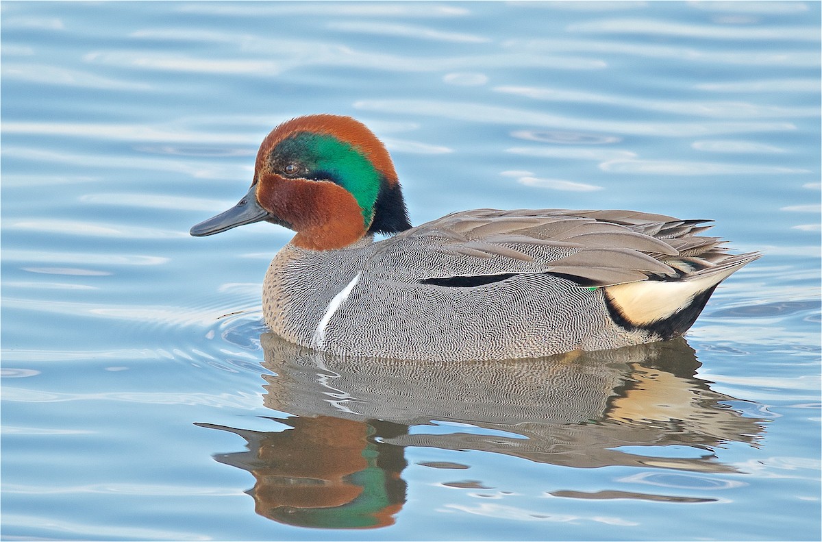 Green-winged Teal - Harlan Stewart