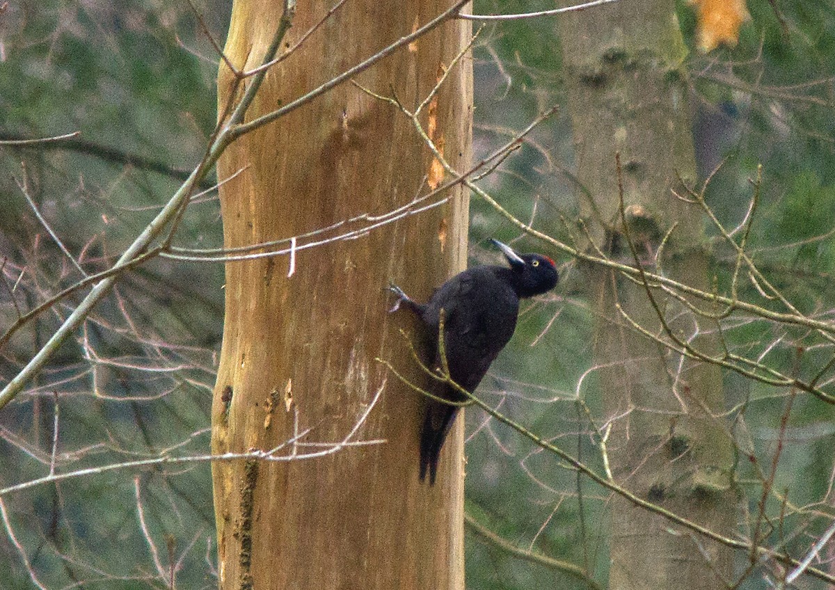 Black Woodpecker - Letty Roedolf Groenenboom