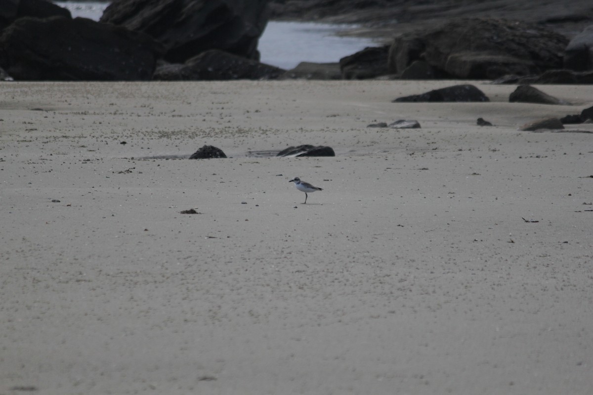 Greater Sand-Plover - ML88312541