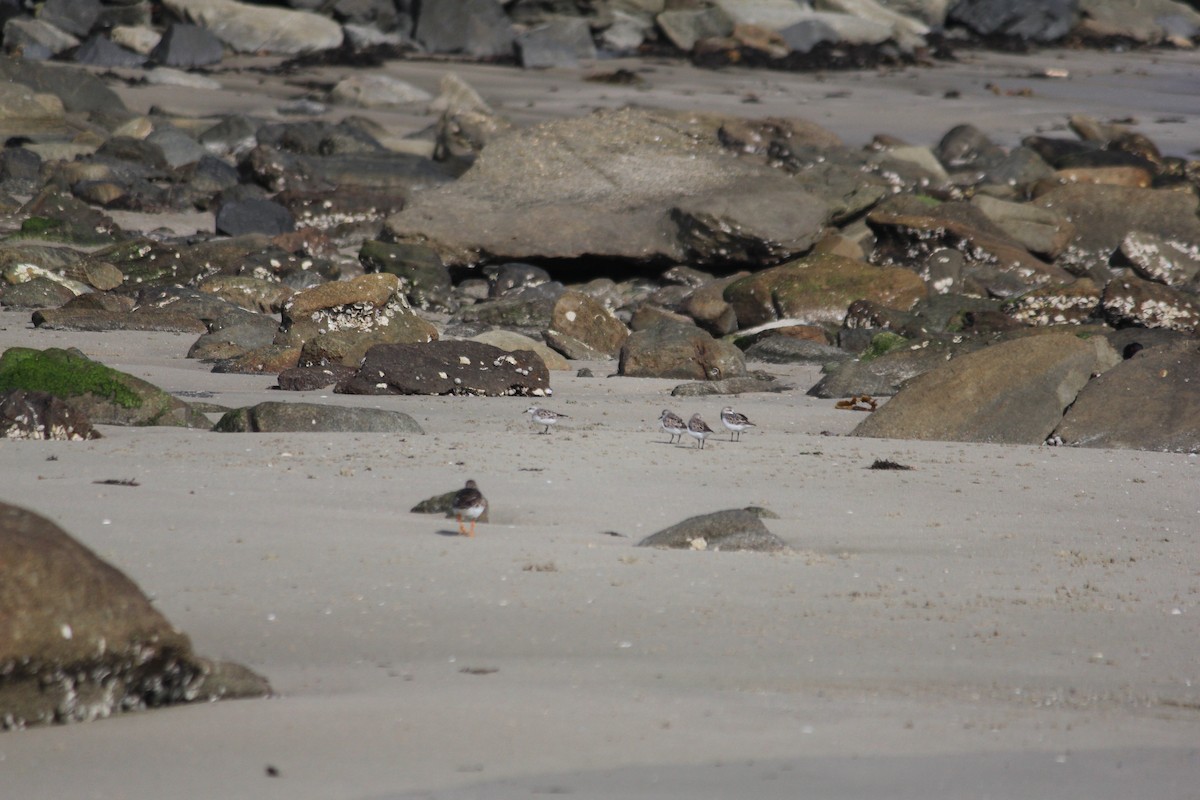 Rotkehl-Strandläufer - ML88312611